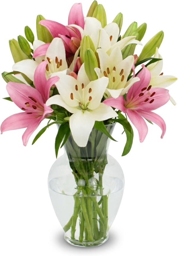 Stargazer Barn 10 Stem Pink & White Lily Bouquet Mothers Day Flowers