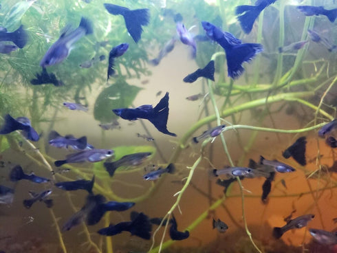Generic 1 2 Pair Blue Moscow Live Guppy Fish VIP Grade A + Free Yellow Back Shrimp