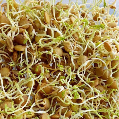 2 oz Green Lentil Seeds for Sprouting Microgreens, A Rich Source of Vitamins and Minerals and Health-Promoting