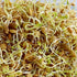 Microgreens,10 oz Green Lentil Seeds for Sprouting A Rich Source of Vitamins and Minerals and Health-Promoting