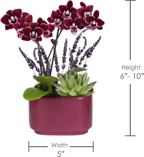 4" Green Circle Growers Mini Purple Orchid and Succulent Garden with Lavender in Purple Ceramic Planter Live Mixed