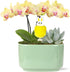 Green Circle Growers Yellow Orchid with Succulent in a 4" Jan-Sage Green