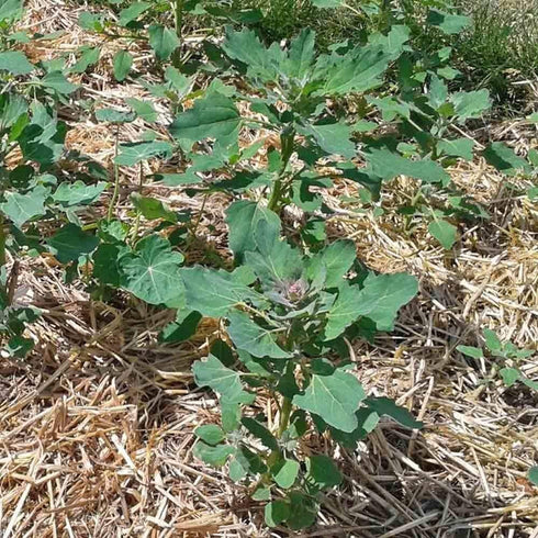 Generic Pacchetto semi: 125 Semi di Apellewa Quinoa - Chenopodium Quinoa
