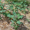 Generic Pacchetto semi: 125 Semi di Apellewa Quinoa - Chenopodium Quinoa
