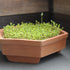 2 Lb Organic Brown Mustard Sprouting Seeds: - Hot Mustard Seed: for Spices, Sprouts, Microgreens, Making Gourmet