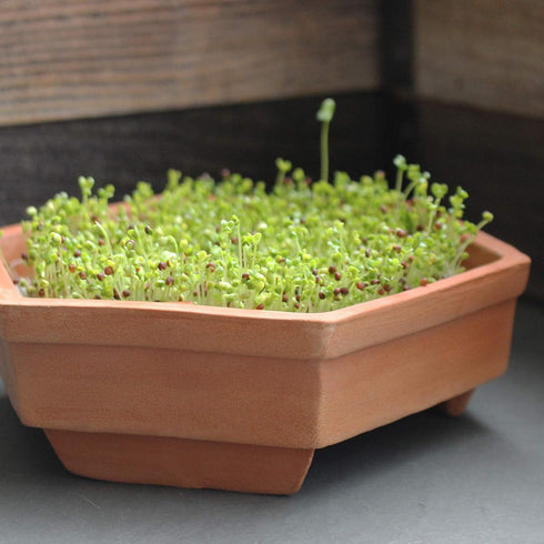 1 Lb Organic Brown Mustard Sprouting Seeds: - Hot Mustard Seed: For Spices, Sprouts, Microgreens, Making Gourmet