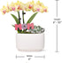 4" Green Circle Growers Yellow Orchid and Succulent Duo in White Pot with Mom Pick, Indoor Live Plants, House Plant