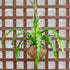 17 Better-GRO Hanging Kokodama with Birds Nest Fern - Biodegradable, Natural Planter for Indoor/Outdoor Spaces