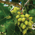 (14oz Germack - Extra Fancy California Pistachio Nuts - In-Shell - Roasted and Salted Jar)