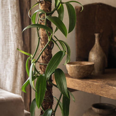 3-6" 2ct Live Vanilla planifolia Orchid Plant - 'Vanilla Orchid' - ragnaroc Tropical Plant Tall - - Live Arrival