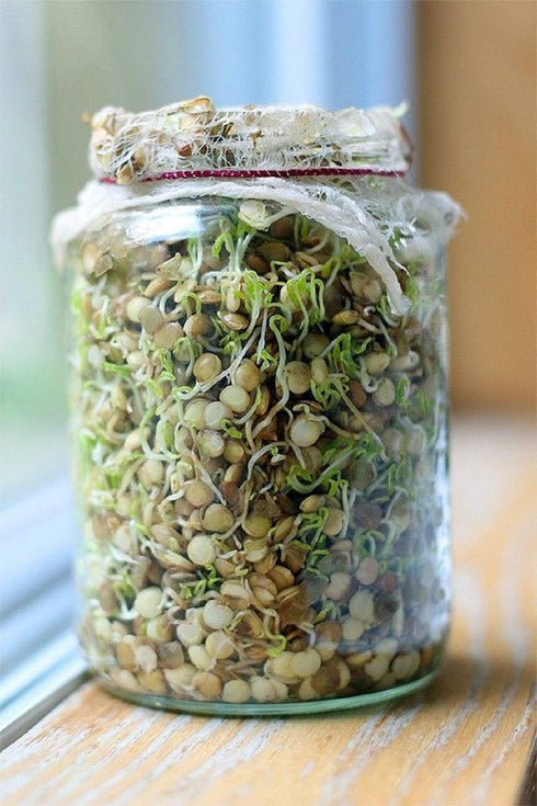 8 oz Green Lentil Seeds for Sprouting Microgreens, A Rich Source of Vitamins and Minerals and Health-Promoting
