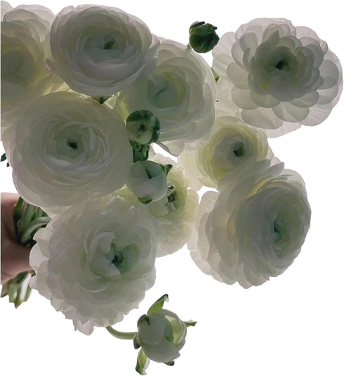 18 Fresh white ranunculus cut flowers, handpicked by a florist, perfect for bouquets, weddings, and home dcor, exuding