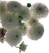 18 Fresh white ranunculus cut flowers, handpicked by a florist, perfect for bouquets, weddings, and home dcor, exuding