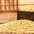 4 (Pack 1) ROM AMERICA Premium Soybeans for Soy Milk, Tofu, Tempeh, Miso, Soy Protein Powder, Japanese Natto - Pound