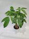 Braided Chinese Money Tree Live Plant - Now Available in Geometric Self-Watering