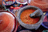 Chile Powder Variety Pack (12 oz Total) - Ancho, Guajillo, and Arbol, Pure Ground Dried Chiles, Essential for Mexican