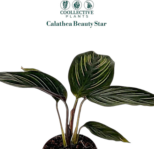 6" Calathea Beauty Star Live Plant in Growers Pot Easy Care Indoor Houseplant, Low Maintenance Tropical Prayer Plant