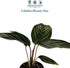 6" Calathea Beauty Star Live Plant in Growers Pot Easy Care Indoor Houseplant, Low Maintenance Tropical Prayer Plant