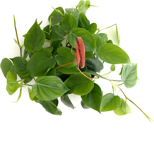 6 Inch Shop Succulents Philodendron Cordatum Heartleaf Plant, Live Indoor Houseplant, Easy Care Trailing Plant for Home