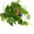 6 Inch Shop Succulents Philodendron Cordatum Heartleaf Plant, Live Indoor Houseplant, Easy Care Trailing Plant for Home