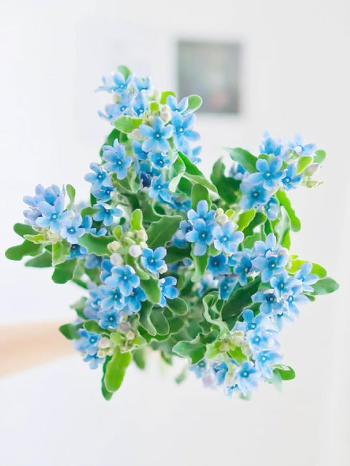 Cassiolina 10) Fresh Tweedia Blue Star Flowers Bouquet Light Blue Fresh Cut Flowers for Home Decor Wedding Floral