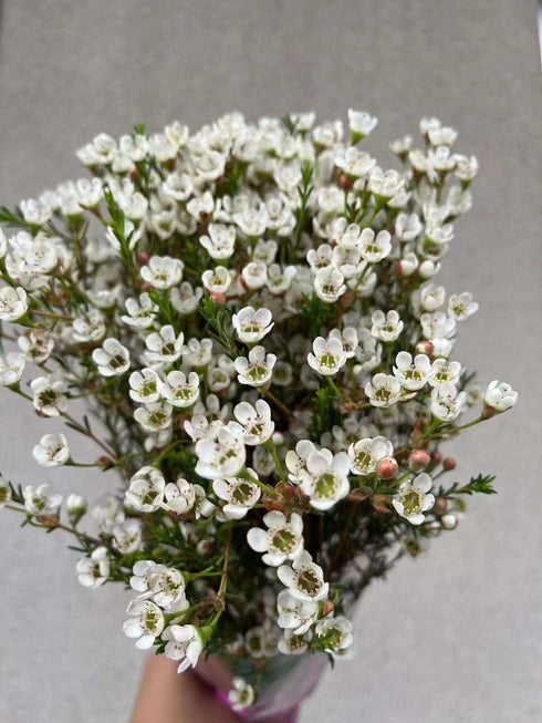 15 Fresh White Wax Flower Hydroponic Fresh Cut Flower Arrangement Gifts for Home Decor Birthdays Anniversaries Healing