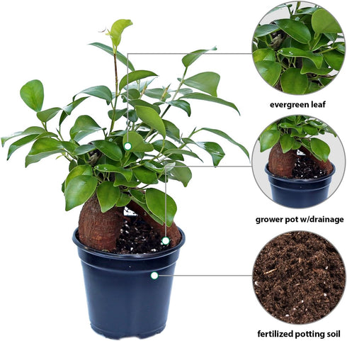 4" Live Ginseng Ficus, Ficus Retusa, Banyan Fig, Bonsai Houseplant, Unusual Plant, Birthday Gift for Plant Lover