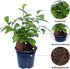 4" Live Ginseng Ficus, Ficus Retusa, Banyan Fig, Bonsai Houseplant, Unusual Plant, Birthday Gift for Plant Lover