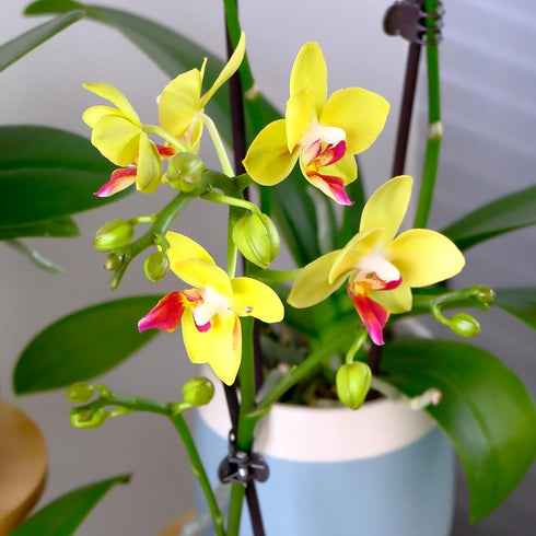3.5" 16" Premium Yellow Live Orchid Plant Blooming in Blue & White Orchid Pot, Live Plants, Houseplant Gifts, Approx.