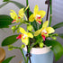 3.5" 16" Premium Yellow Live Orchid Plant Blooming in Blue & White Orchid Pot, Live Plants, Houseplant Gifts, Approx.