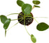 4-Inch 6-inch (4" Chinese Money Plant Live - Pilea peperomioides Live Plant | Easy Care Indoor Houseplant | Air