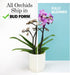 5" 22"+ Large White Live Orchids Blooming in Blue & White Orchid Pot, Pet Friendly Live Plant Gifts for Plant Lovers