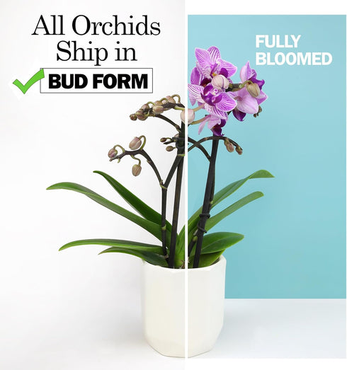 3.5" 16" Premium Yellow Live Orchid Plant Blooming in Blue & White Orchid Pot, Live Plants, Houseplant Gifts, Approx.