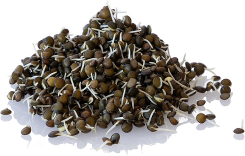 Organic Black Lentil Sprouting Seeds - 4 Oz ~2,400 Seeds - Grow