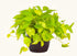 6 Inch Epipremmum Neon Pothos - Live Plant in a Pot - Aureum - Stunning Houseplant with Unique Foliage - The Perfect