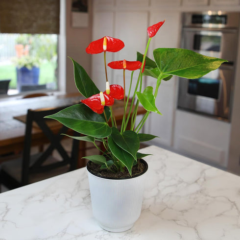 4 Inch Altman Plants Red Anthurium Live Plant Decor in White Plastic Plant Pot, Easy to Grow Desk Plant, Easy Plant