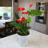 4 Inch Altman Plants Red Anthurium Live Plant Decor in White Plastic Plant Pot, Easy to Grow Desk Plant, Easy Plant