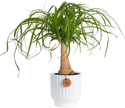 Costa Farms Ponytail Palm Live Plant in Decorative Pot, Easy to Maintain