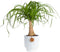 Costa Farms Ponytail Palm Live Plant in Decorative Pot, Easy to Maintain