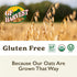 2.5 (40 oz) Pack 2 GF Harvest Gluten Free Organic Oat Groats, Pound Bag