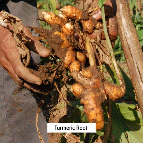 Banyan Botanicals Turmeric Powder - USDA Organic, 1/2 lb - Curcuma longa for Cooking and Health