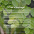 20 12 oz Livingood Daily Coffee with Moringa, Ground Medium Roast Coffee with Plant Based Ingredients for Morning