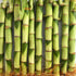 5-Pack 8 Inch Lucky Indoor Bamboo - Live Plants - Ships Bare Root - of Straight Stalks - Air Purifying Feng-Shui Zen