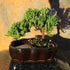 3 6-8 Inches Brussel's Bonsai - Live Green Mound Juniper Bonsai Tree in Zen Reflections Pot, Outdoor Bonsai Tree Live
