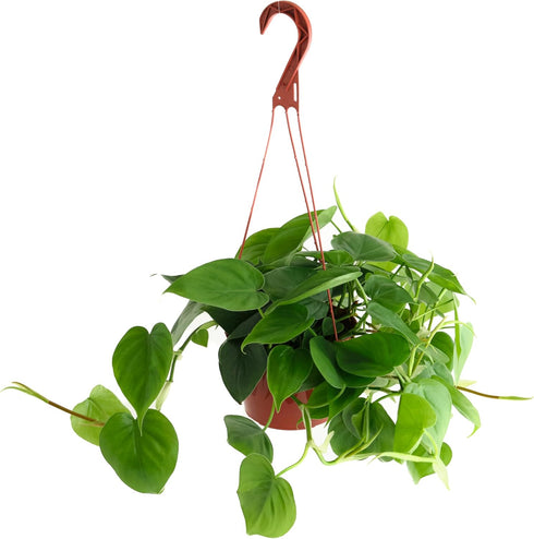 Shop Succulents Philodendron Cordatum Heartleaf Plant, Live Indoor Houseplant, Easy Care Trailing