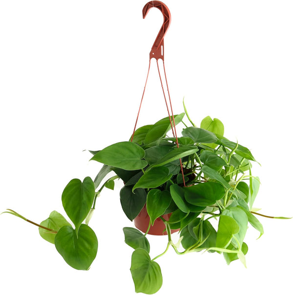 Shop Succulents Philodendron Cordatum Heartleaf Plant, Live Indoor Houseplant, Easy Care Trailing