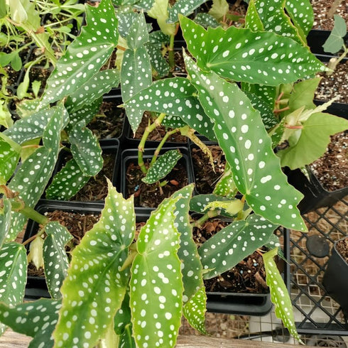 4 4 8 Combo Begonias Houseplant Live Indoor, Angel Wing Begonia Maculata Live Plant, Polka Dot Begonias Live Plants