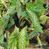 4 4 8 Combo Begonias Houseplant Live Indoor, Angel Wing Begonia Maculata Live Plant, Polka Dot Begonias Live Plants