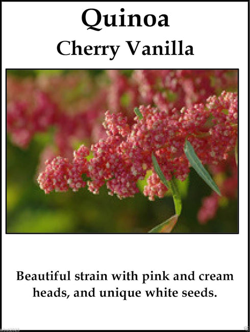 100 Quinoa Plant Seeds- Cherry Vanilla -Beautiful Strain with Pink and Cream Heads !
