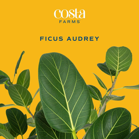 12-18 Inches Costa Farms Ficus Audrey Live Plant in Decorative Pot, Indoor Houseplant, Perfect for Home, Room